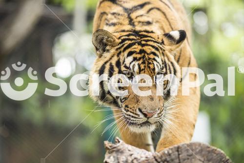 Close Up Tiger In Jungle The Danger Animal.